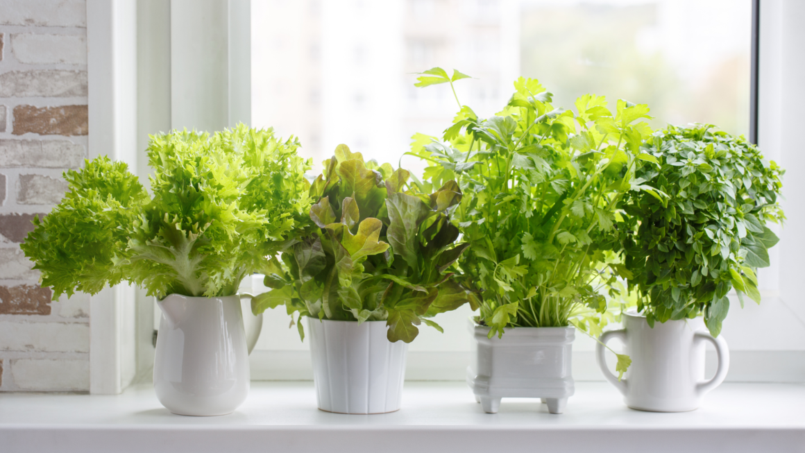 Indoor Herb Garden