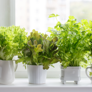 Indoor Herb Garden