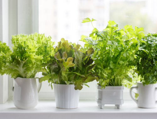 Indoor Herb Garden